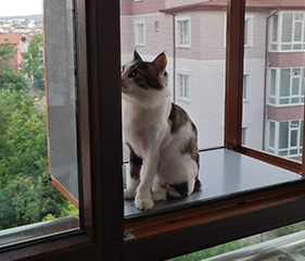 Kedi Terası